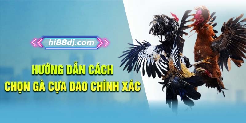 Hướng dẫn cách chọn gà cựa dao chính xác