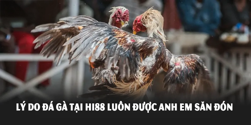 Lý do đá gà tại Hi88 luôn được anh em săn đón