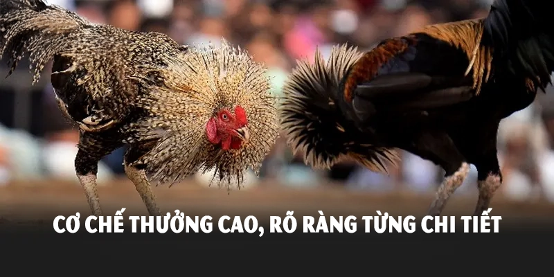 Cơ chế thưởng cao, rõ ràng từng chi tiết