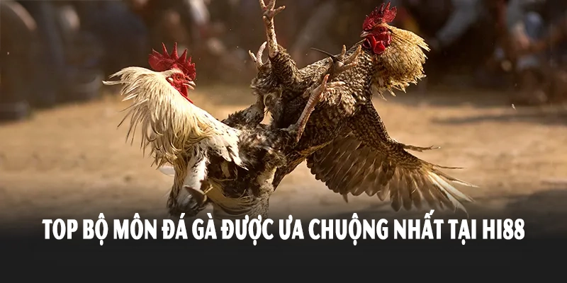 Top bộ môn đá gà được ưa chuộng nhất tại Hi88 là gì?