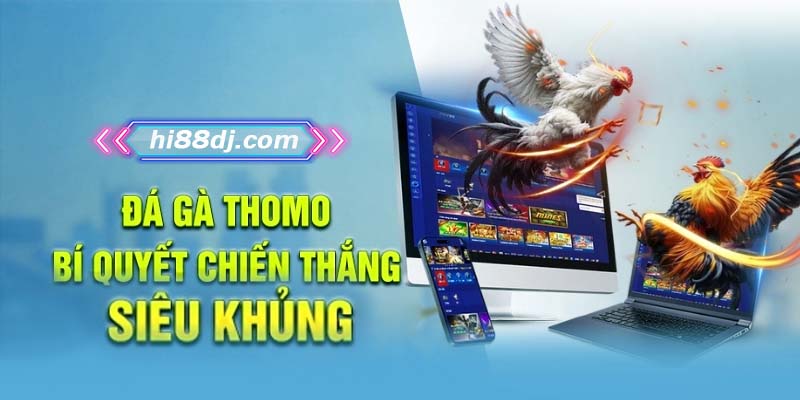 Đá gà thomo